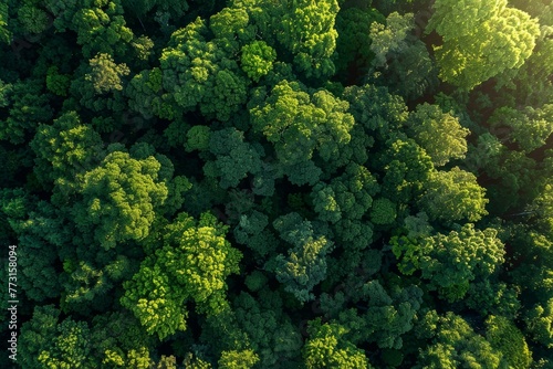View from above of a dense green forest canopy with trees and foliage