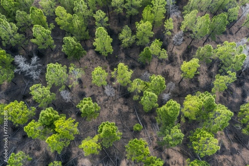Drones capture a group of trees closely arranged in a forest undergoing regeneration, showcasing the natural growth process