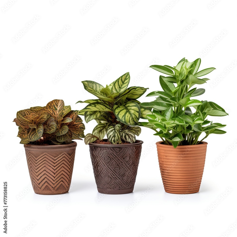set of plants in pots 