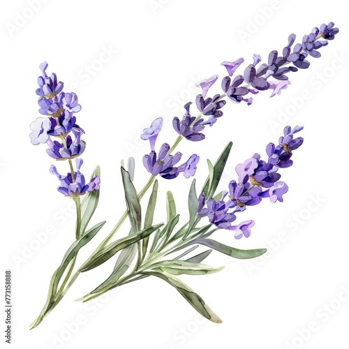 A watercolor clipart of a single lavender sprig the scent of summer fields