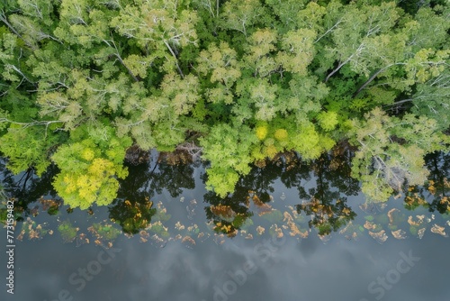 Dense forest with trees surrounding a body of water as seen from above