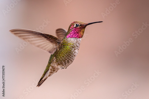 An Anna's Hummingbird in flight. Side view with wings back and slight motion blur in wings. Vivid pink gorget or throat and green body. Background is a soft, earthy pink with space for copy.