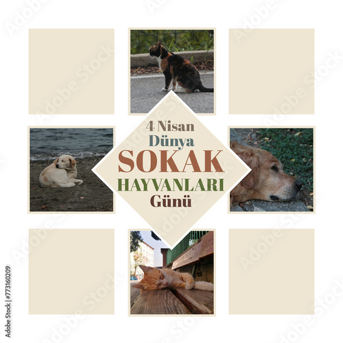 April 4, world street (stray) animals day) concept background. bu düya hepimizin (Translate: This world is all ours). homeless animals day. photo