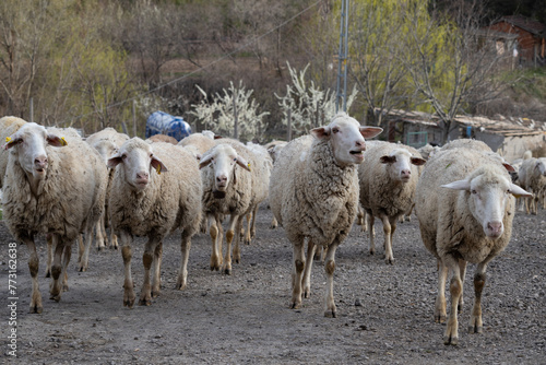 Fototapeta Naklejka Na Ścianę i Meble -  sheep, animal, lamb, farm, wool, shepherd, sheepdog