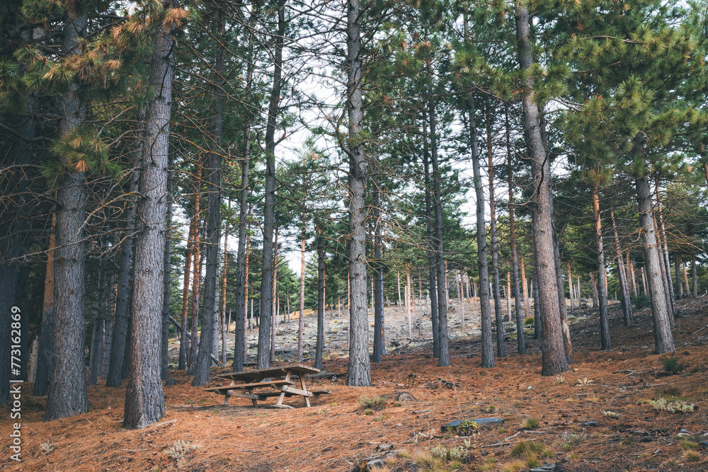 Mesa de picnic en un bosque