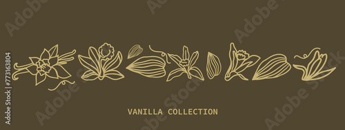 Isolated vector set of vanilla on a dark background. Vanilla sticks, vanilla flower and pods. Aroma, food. Hand drawn. Vector hand drawn illustration of orchid Flower and pods on isolated background.