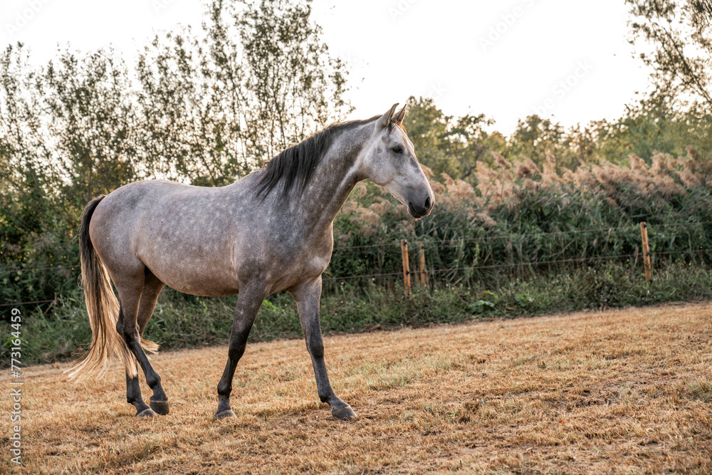 Beautiful horse white grey p.r.e. Andalusian in paddock paradise Beautiful horse white grey p.r.e. Andalusian in paddock paradise