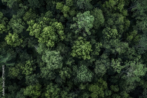 An aerial view of a densely packed forest with a mass of trees creating a green canopy