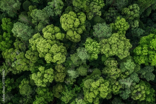 A group of densely packed trees in the heart of a forest, providing habitat for wildlife