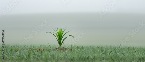  A solitary grass sprout in the field's expanse, surrounded by foggy background skies