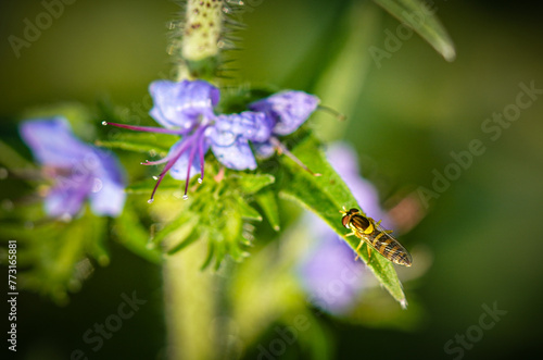 Closeup shot of an Allograpta hoverfly on a leaf photo