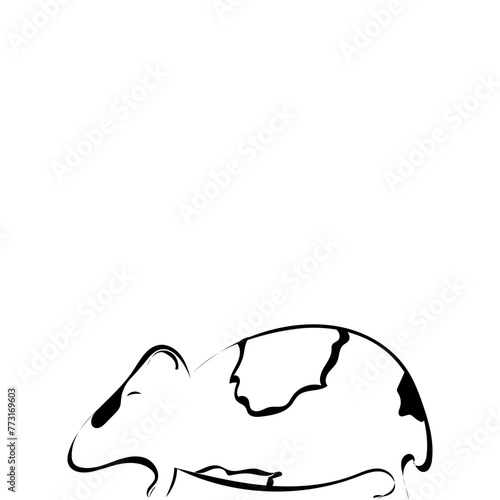 Meerschweinchen