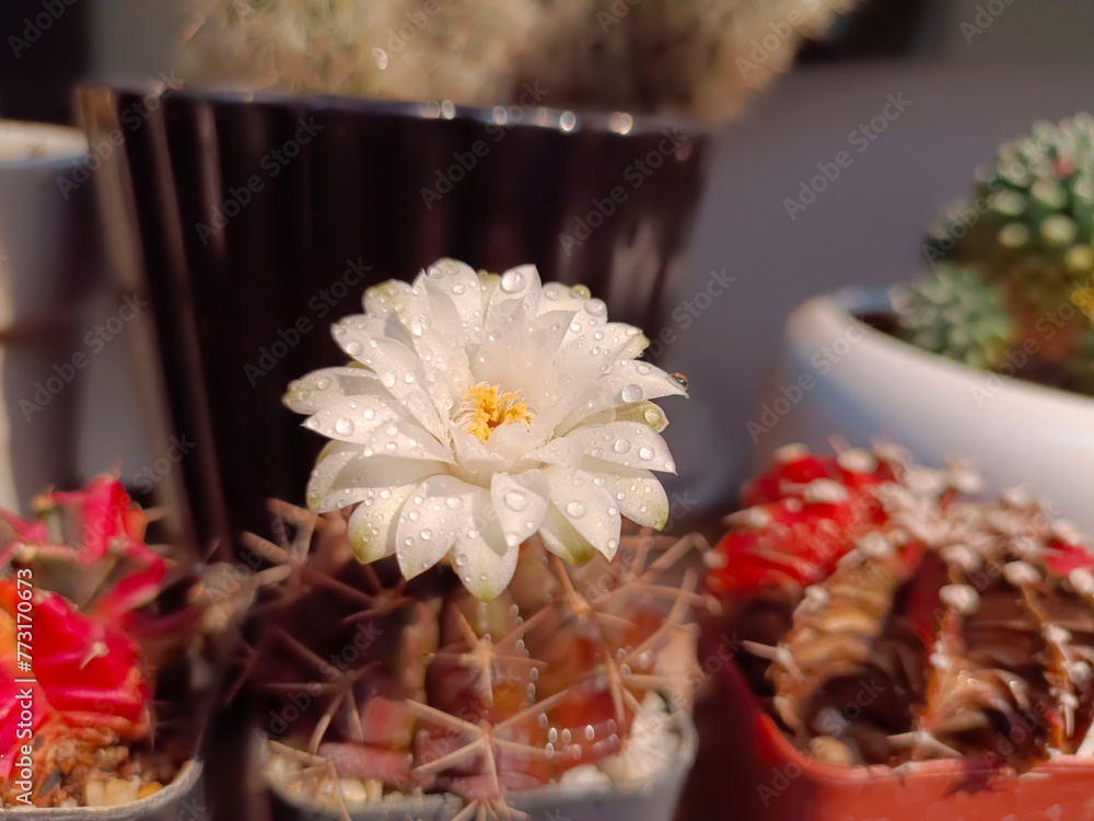 Beautiful white flower of Gymnocalycium Cactus, blooming on sunny days, has white petals, yellow stamens. The chin cactus grown in pots is popular ornamental plant at cactus gardens. Thailand.
