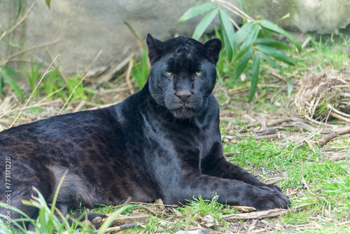 Femelle jaguar noire qui fixe du regard