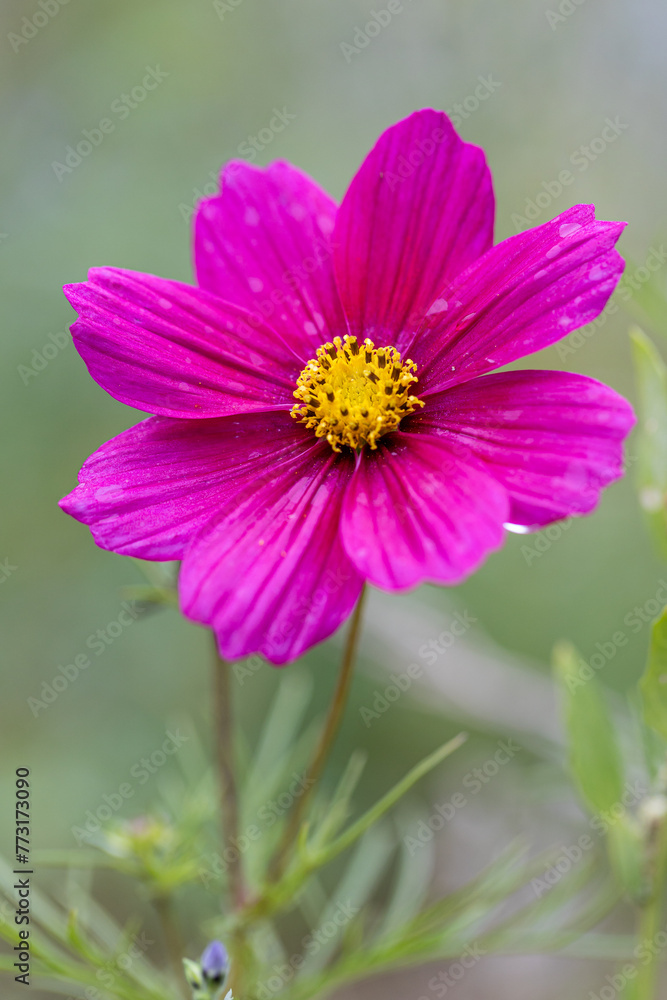 Deep red Cosmos bipinnatus flower blooming in a garden, blurred green background, closeup with selective focus and copy space Deep red Cosmos bipinnatus flower blooming in a garden, blurred green background, closeup with selective focus and copy space
