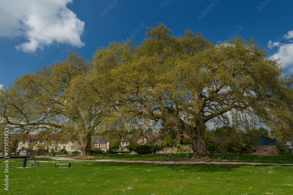 Deux gigantesques platanes centenaires dans un parc de l'Aigle dans l'Orne