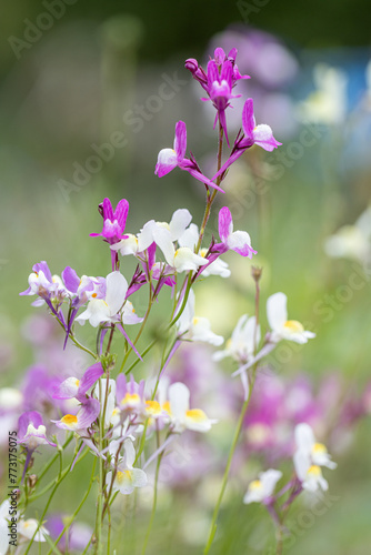 Detail Linaria maroccana pink and violets in full bloom with a green natural background photo