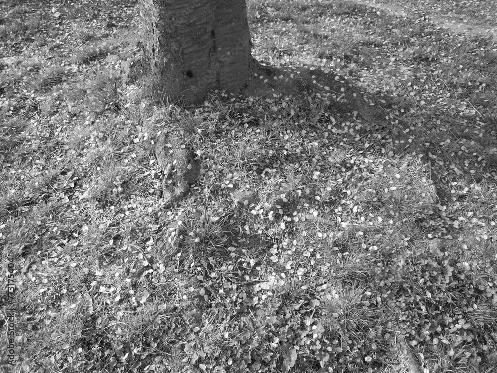Obraz premium 桜
