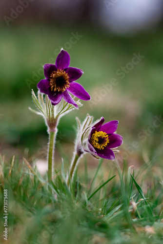 Pasqueflower