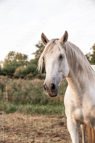 Beautiful horse white grey p.r.e. Andalusian in paddock paradise portrait © PIC by Femke
