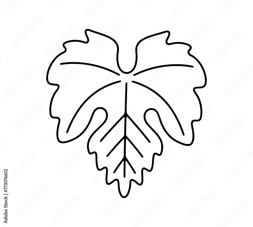 Grape leaf or leaves, plant and nature. Vineyard, grape, vine, vine-growing, fruit and wine, illustration Grape leaf or leaves, plant and nature. Vineyard, grape, vine, vine-growing, fruit and wine, illustration