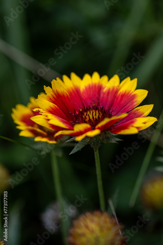 Close up photo Gaillardia aristata red yellow flower in bloom, common blanketflower flowering plant, group of petal bright colorful flowers