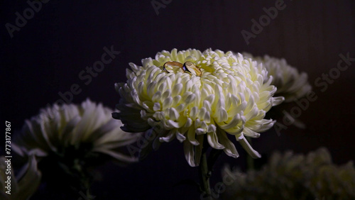 chrysanthemum flower and wedding rings on the petals