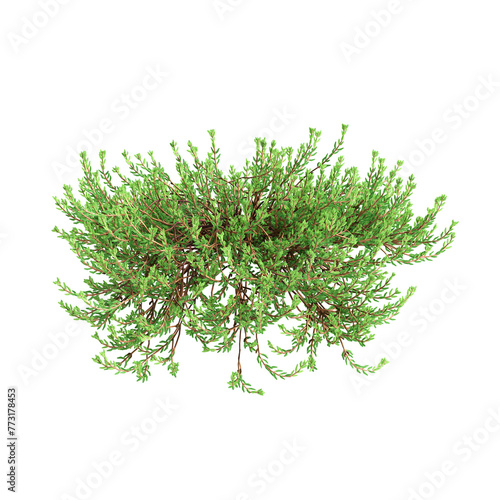 3d illustration of Empetrum nigrum hanging plant isolated on transparent background