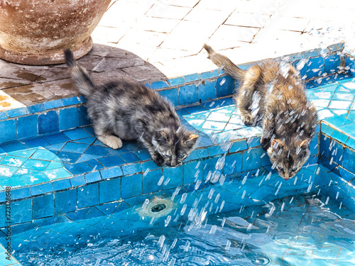 Deux petits chatons aspergés d'eau jouent dans une fontaine photo