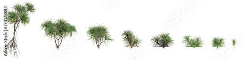3d illustration of set Pandanus amaryllifolius tree isolated on transparent background photo
