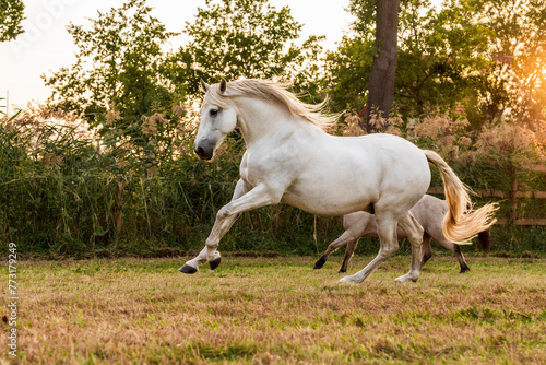 Beautiful horse white grey p.r.e. Andalusian in paddock paradise gallop and running