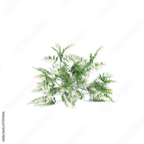 3d illustration of Sorbaria sorbifolia bush isolated on transparent background