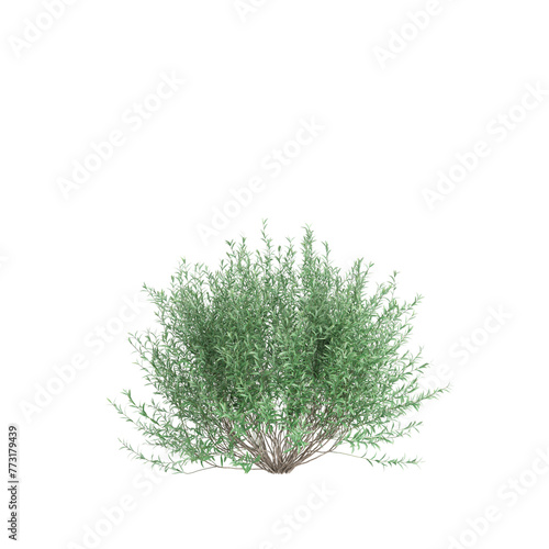 3d illustration of Salix purpurea bush isolated on transparent background