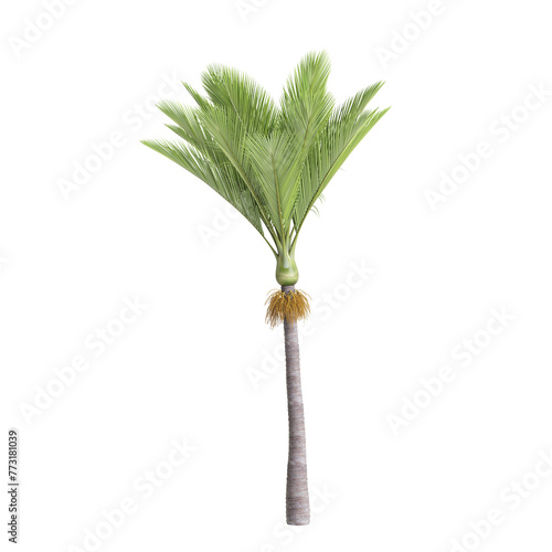 3d illustration of Rhopalostylis sapida tree isolated on transparent background photo