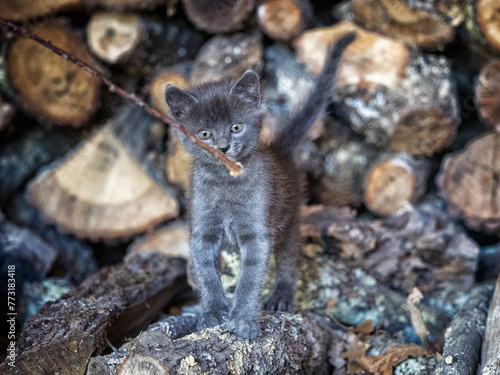 Chaton concentré qui regarde fixement un bout de bois photo