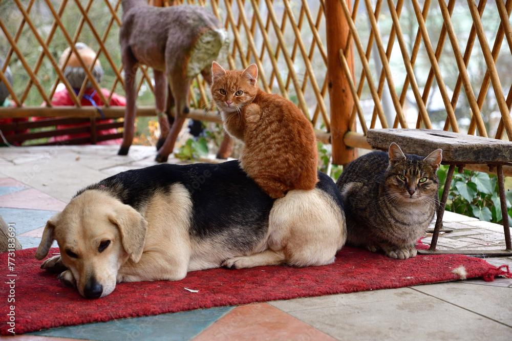 A domestic cat sleeps on a dog's back like big friends