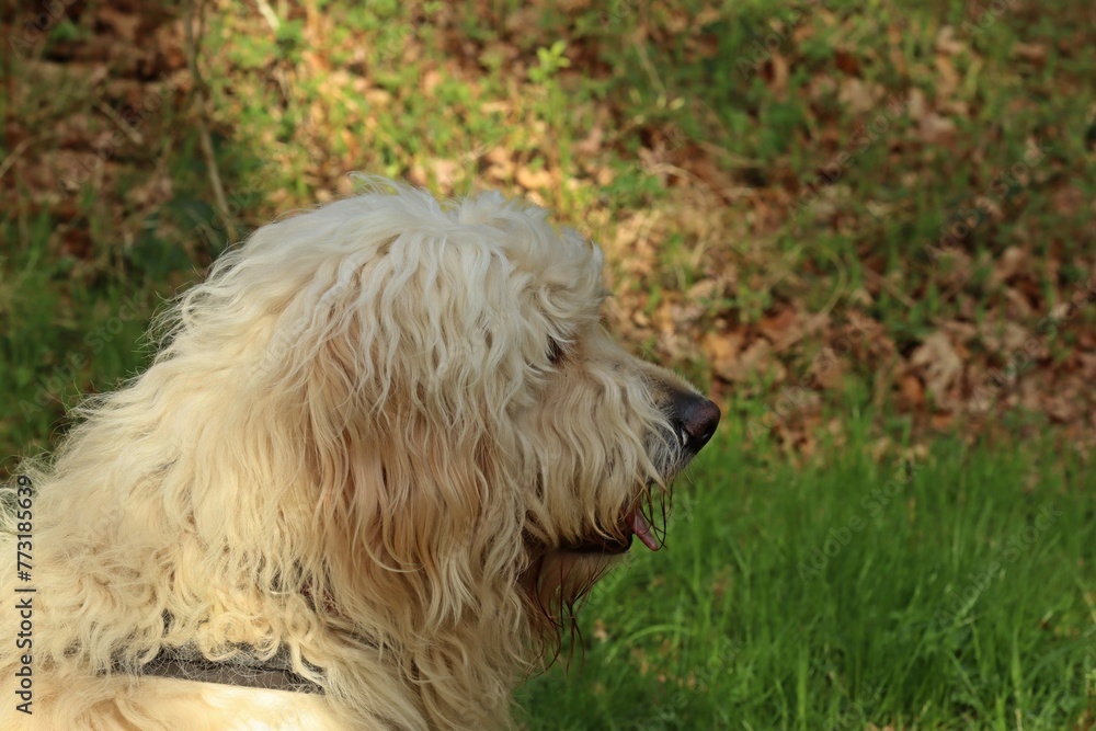 Portrait eines Goldendoodle