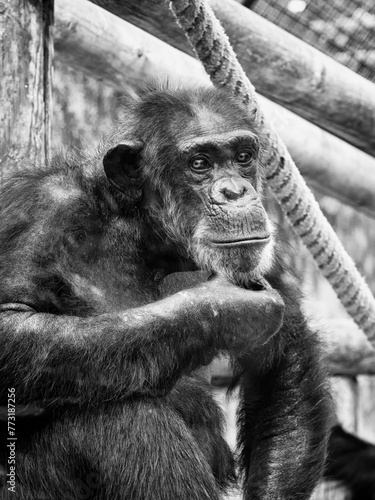 Singe chimpanzé se tient le menton et se pose des questions en noir et blanc © Joachim Beauvilain