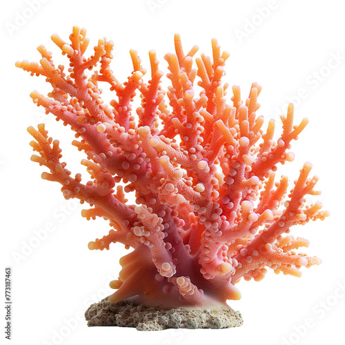 Soft coral isolated on white
 photo