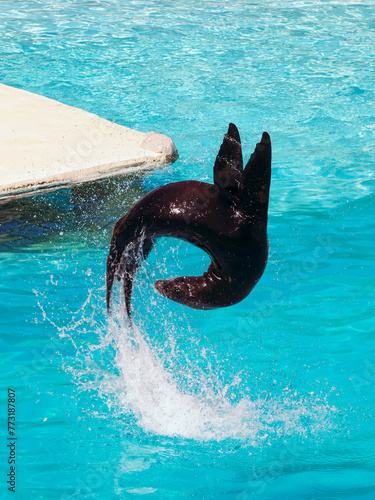 Otarie fait une acrobatie loops au-dessus de l'eau pour toucher sa queue avec sa tête