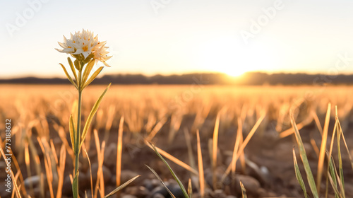 A single white flower is standing in a field of yellow flowers. photo