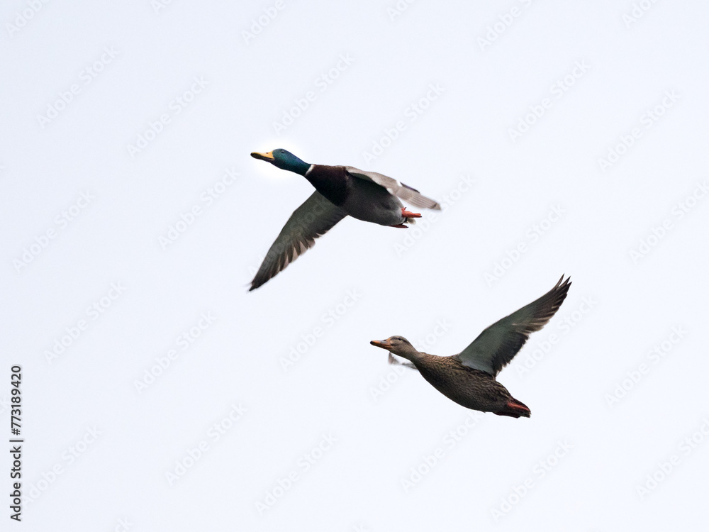 Obraz premium Deux canards col vert mâle et femelle en vol l'un à côté de l'autre vus d'en bas