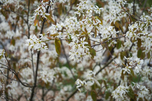 Petites fleurs blanches au printemps
