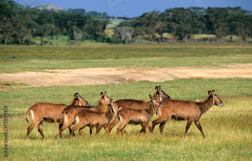 Cobe defassa, Kobus defassa, Parc national de Nakuru, Kenya photo