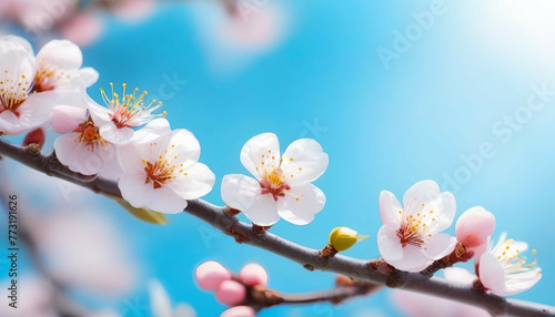 Beautiful floral spring abstract background of nature. Branches of blossoming apricot macro with soft focus on gentle light blue sky background. For easter and spring greeting cards with copy space.