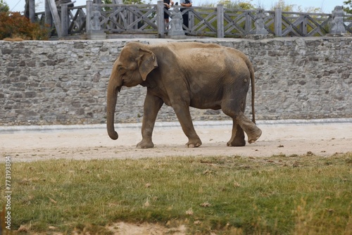 Huge elephant strolling on a dusty road beneath a bridge in Pairi Daiza  Belgium