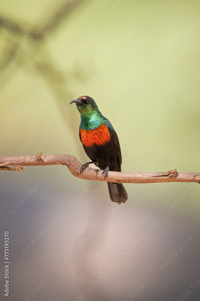 Marico sunbird on a branch