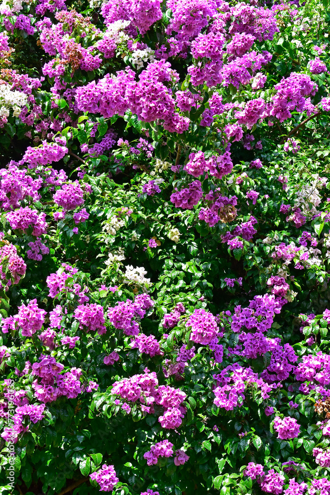 Flowering bougainvillea (Bougainvillea glabra) in Ribeirao Preto, Sao Paulo, Brazil Flowering bougainvillea (Bougainvillea glabra) in Ribeirao Preto, Sao Paulo, Brazil