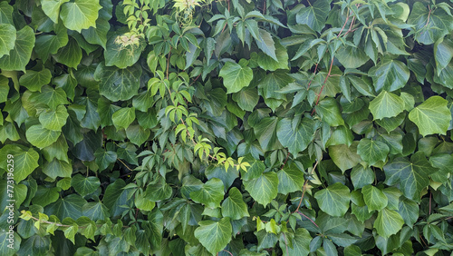 Lush hedge of ivy and Vitis vinifera new leaves