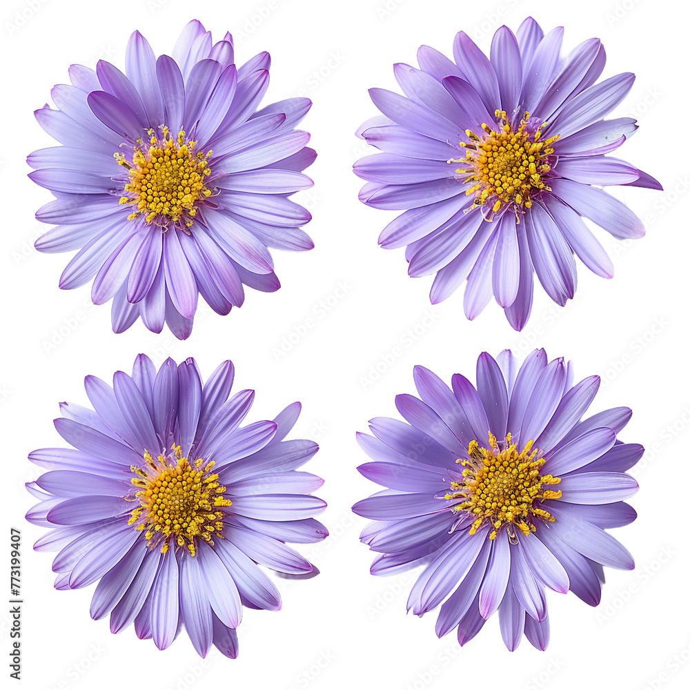 Elegantly Crafted Shion Aster Floral Design on Transparent Background Elegantly Crafted Shion Aster Floral Design on Transparent Background